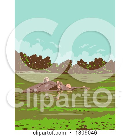 Hippopotamus in Loango National Park Gabon in Central Africa Art Deco WPA Poster Art by patrimonio