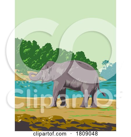 Indian Elephant in Mahanadi Elephant Reserve in Odisha India Art Deco WPA Poster Art by patrimonio