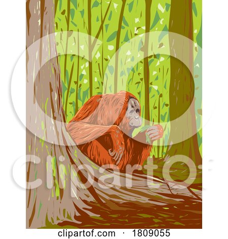 Orangutan in Kutai National Park East Kalimantan Indonesian Borneo Art Deco WPA Poster Art by patrimonio
