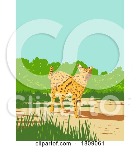 Serval or Leptailurus Serval in Kruger National Park South Africa Art Deco WPA Poster Art by patrimonio