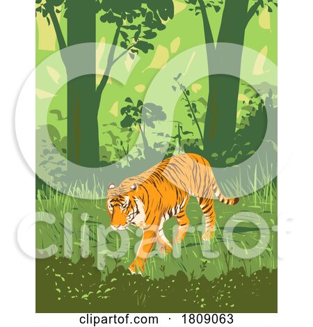 Bengal Tiger in Kanha Tiger Reserve Madhya Pradesh India Art Deco WPA Poster Art by patrimonio