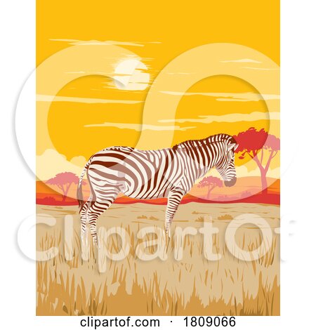 Plains Zebra in Serengeti National Park Northern Tanzania Africa Art Deco WPA Poster Art by patrimonio