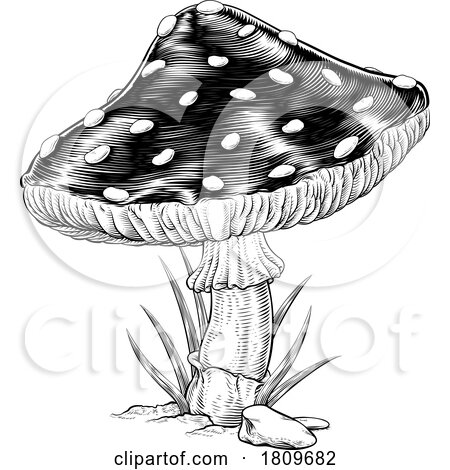 Mushroom Toadstool Fly Agaric Amanita Muscaria by AtStockIllustration