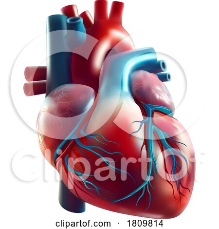 3d Human Heart by dero
