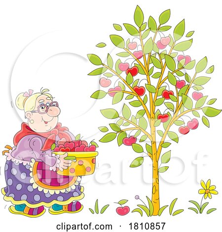 Cartoon Clipart Grandma Picking Cherries by Alex Bannykh