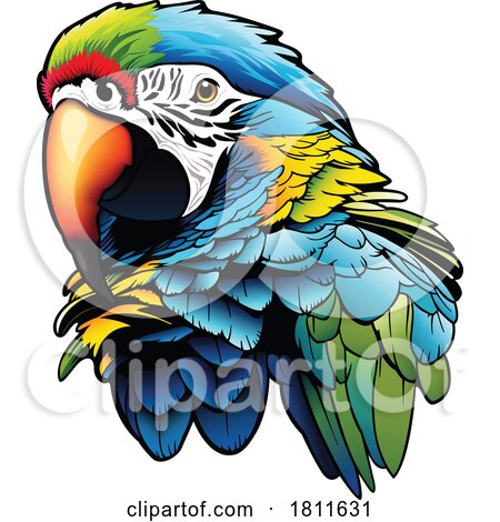 Colorful Macaw by dero