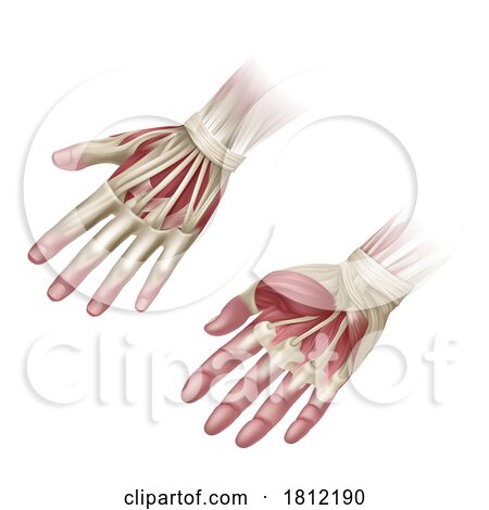 Hand Muscles Anatomy Medical Illustration by AtStockIllustration