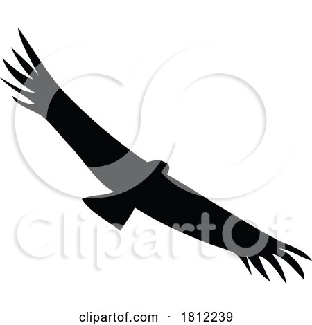 California Condor by patrimonio