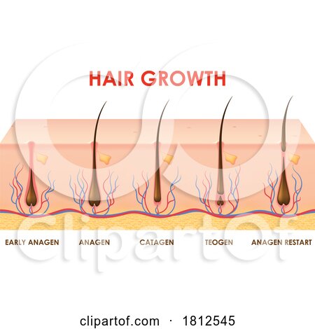 Hair Growth by Vector Tradition SM