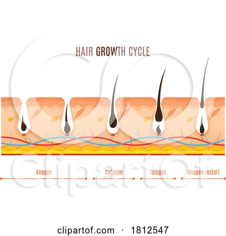 Hair Growth by Vector Tradition SM