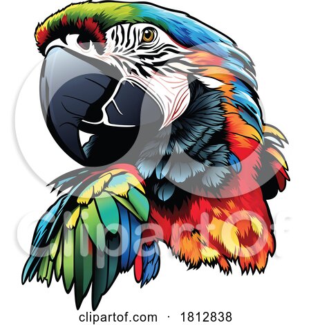 Scarlet Macaw Parrot by dero