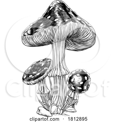 Mushrooms Toadstools Vintage Engraved Woodcut by AtStockIllustration