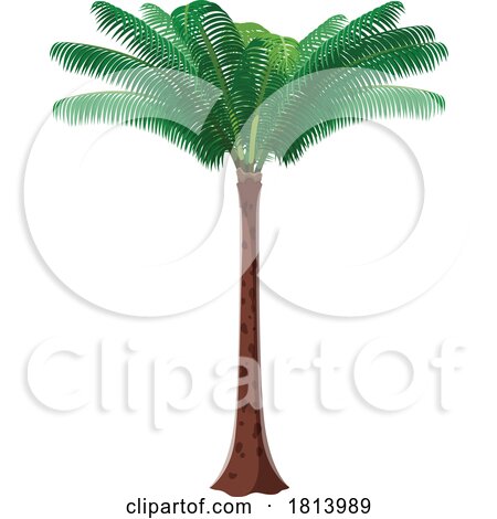 Palm Tree Licensed Stock Image by Vector Tradition SM