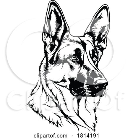 Alert German Shepherd Dog Licensed Stock Image by dero