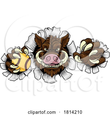 Boar Wild Hog Razorback Warthog Softball Mascot by AtStockIllustration