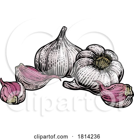 Garlic by AtStockIllustration