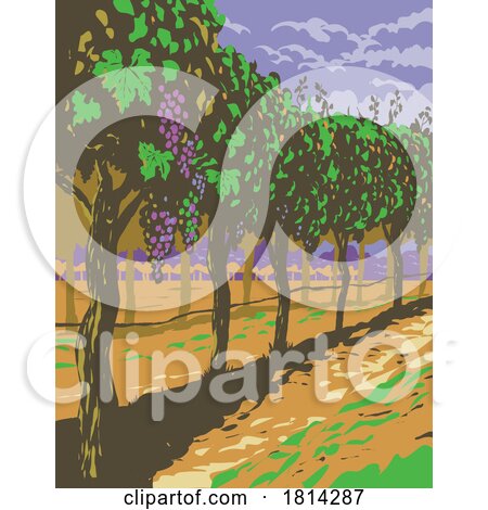 Grapevine in Vineyards of Sonoma Valley Wine Region Northern California WPA Poster Art by patrimonio