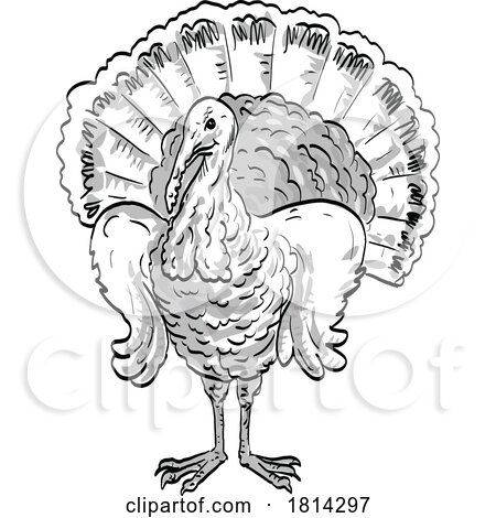 Wild Turkey with Hands on Hips Front View Cartoon Drawing by patrimonio