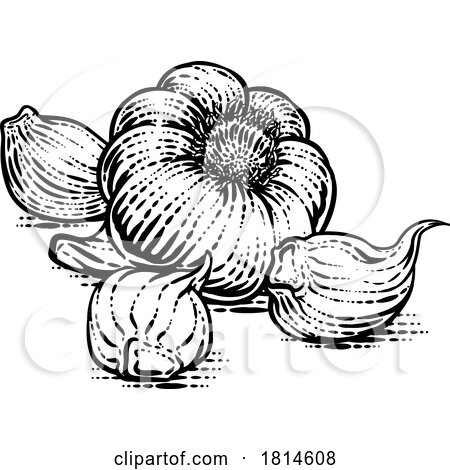 Garlic by AtStockIllustration