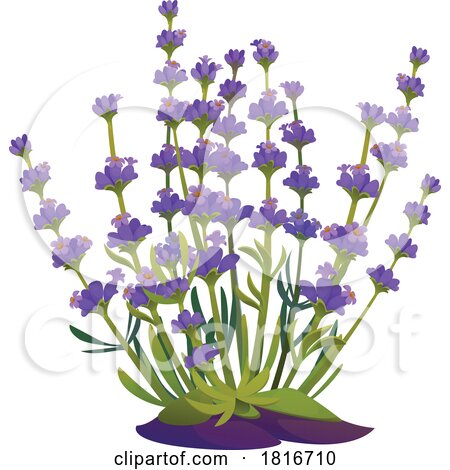 Lavender Plant Clipart by Vector Tradition SM