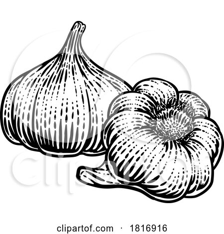 Garlic by AtStockIllustration