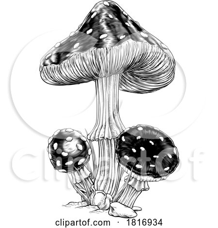 Mushrooms Toadstools Vintage Engraved Woodcut by AtStockIllustration