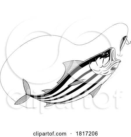 Cartoon Skipjack Tuna Fish Chasing a Lure Licensed Clipart by Hit Toon