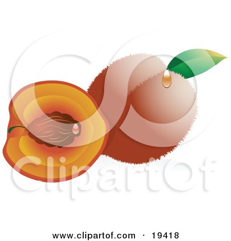 Clipart Illustration of a Whole Fuzzy Peach With A Green Leaf, Beside A Cut Peach With The Pit On The Inside by Vitmary Rodriguez