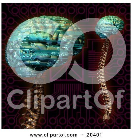Clipart Illustration Of Two Digital Brains With Spines And Circuit Patterns by Tonis Pan
