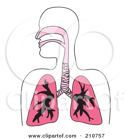 Royalty-Free (RF) Clipart Illustration of a Human Respiratory Diagram In Pink by Arena Creative