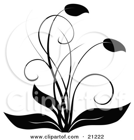 Clipart Illustration of an Elegant Black And White Flourish Flowering Plant With Curving Leaves by elaineitalia