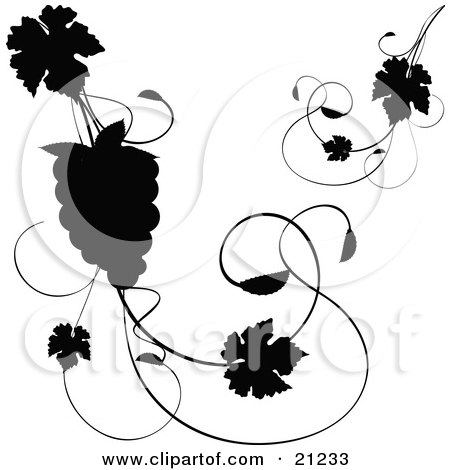 Clipart Illustration of a Silhouetted Grapevine With Leaves And A Bundle Of Grapes Over A White Background by elaineitalia