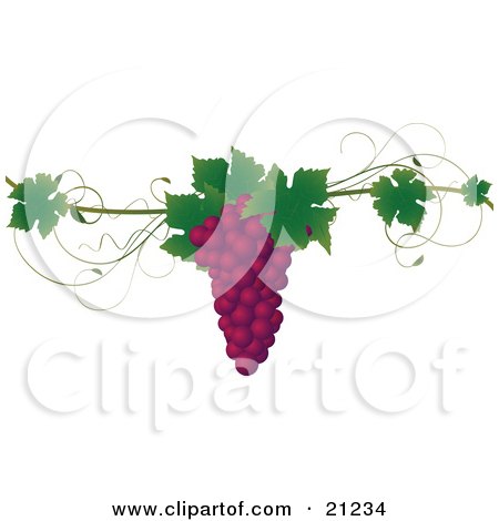 Clipart Illustration of a Bunch Of Purple Concord Grapes With Green Leaves On A Grapevine, Over A White Background by elaineitalia