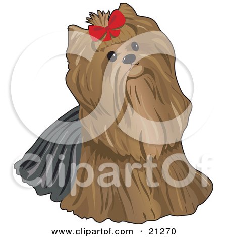 Clipart Illustration of a Cute Pampered Long Haired Yorkshire Terrier Dog Looking Up And Wearing A Red Bow by Maria Bell