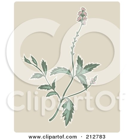 Royalty-Free (RF) Clipart Illustration of a Vervain Plant Over Beige by patrimonio