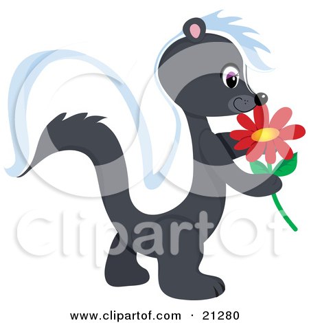 Clipart Illustration of an Adorable Skunk Walking Outside And Getting A Whiff Of A Red Daisy Flower by Maria Bell