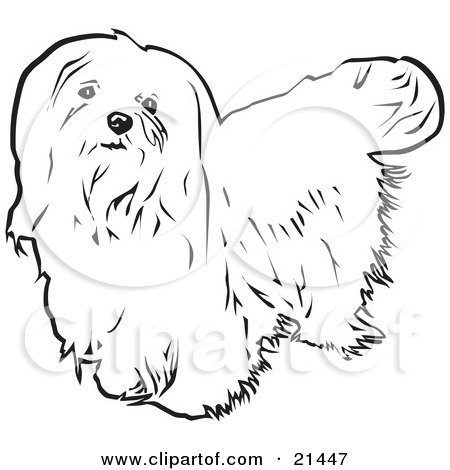 Clipart Illustration of a Long Haired Maltese Dog Looking Upwards, On A White Background by David Rey
