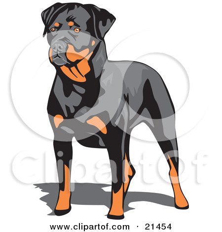 Clipart Illustration of a Muscular Brown And Black Rottweiler Dog Standing And Looking To The Left by David Rey