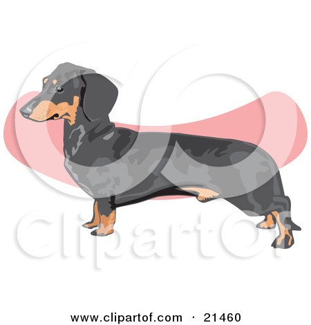 Clipart Illustration of a Brown And Black Dachshund, Doxie, Dackel, Or Teckel Dog Over A Pink And White Background by David Rey