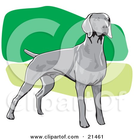 Clipart Illustration of a Alert Gray Weimaraner Dog Facing Right, Over A Green And White Background by David Rey
