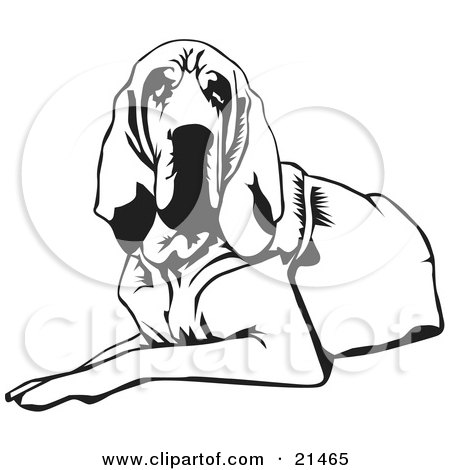 Clipart Illustration of a Tired And Lazy Bloodhound Dog, Or St. Hubert Hound, Lying Down And Looking Forward by David Rey