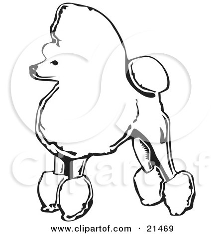 Clipart Illustration of a Fancy Toy Poodle Dog Standing In Profile, Facing Left, On A White Background by David Rey