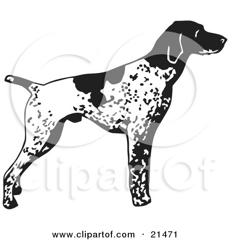Clipart Illustration of an Alert English Pointer Dog, Standing And Pointing, In Profile, Facing Right by David Rey
