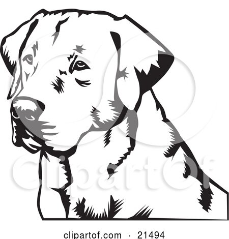 English Picture Print Labrador Retriever Puppy Dog Head Dogs Art  Vintage Poster 