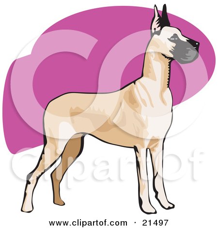 Alert Brown And Black Great Dane Dog With Cropped Ears, Standing And Facing To The Right Posters, Art Prints