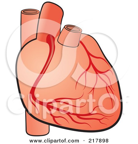 Royalty-Free (RF) Clipart Illustration of a Human Heart - 1 by Lal Perera