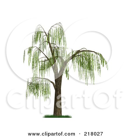 Royalty-Free (RF) Clipart Illustration of a 3d Weeping Willow Tree With Green Foliage by Anastasiya Maksymenko