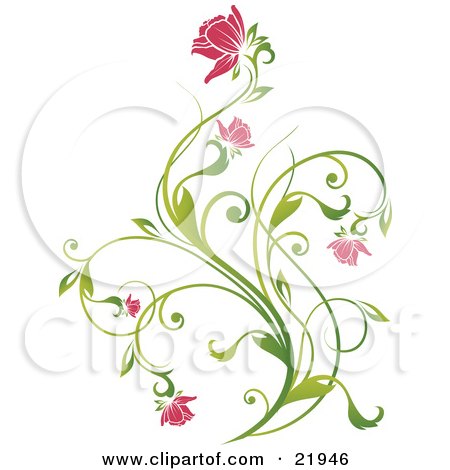 Delicate Green Plant With Pink Blooming Flowers On A White Background Posters, Art Prints