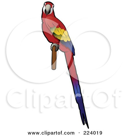 Royalty-Free (RF) Clipart Illustration of a Perched Scarlet Macaw With Its Body In Profile And Face Looking Outwards by Vitmary Rodriguez