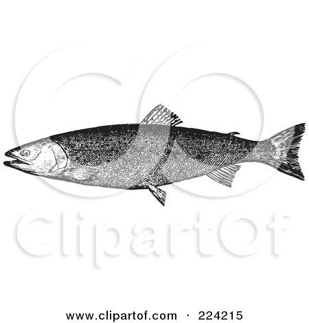 Royalty-Free (RF) Clipart Illustration of a Black And White Trout Fish - 3 by BestVector